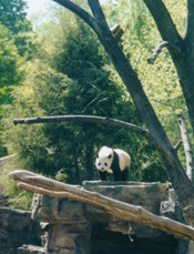 panda_at_Natl_Zoo2